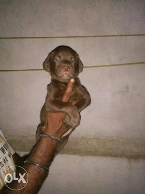 Chocolate Labrador puppies available