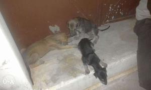 Country breed dogs 4 sale Chippiparai,kanni dogs
