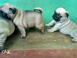 Cute and adorable pug puppies available with