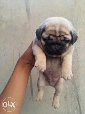 Cutest Pug puppies for sell