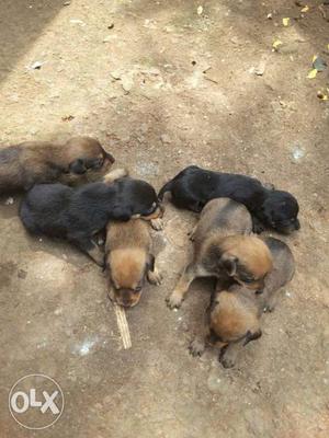 Dash hund cross breed puppies for sale near nalanchira