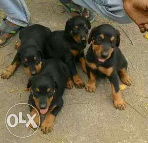 Doberman available male  Female  show