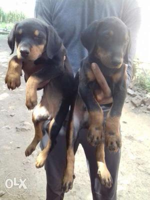 Doberman male and female puppies available top