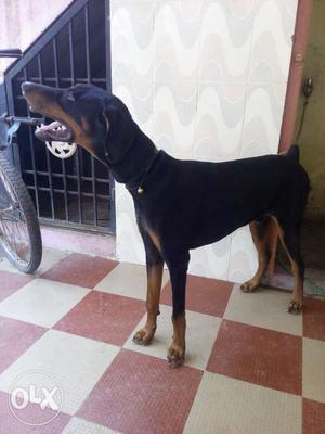 Doberman pinscher 6month old good & healthy