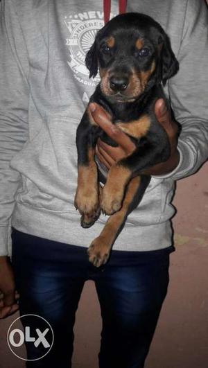 Doberman puppy 32 days for sale available