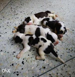 Dog Saint Bernard puppies for sale