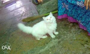 Doll face Persian cat snow white color. Age