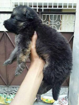 Double coat gsd pups available only call no msg