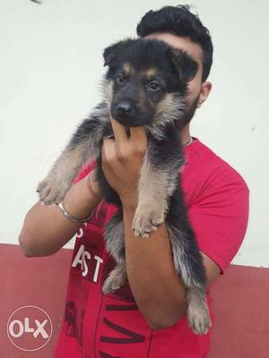 Double coated gsd puppy available ready stock