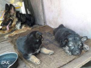 Double cot male and female 35 days old gsd puppy