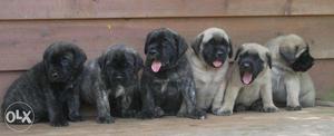 English Mastiff Availble for Sell