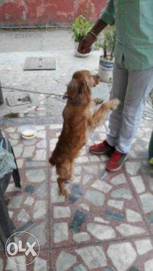 English kukkar male 13 month age very active dog