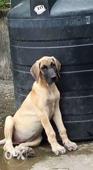 Excellent great dane female pup available