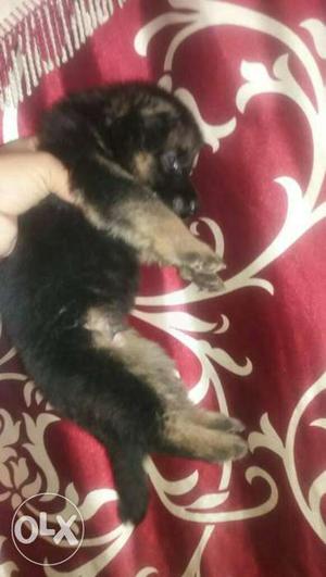 Exilent qualoty long coat german shephrd male pup