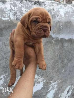 Extraordinary heavy size French Mastiff puppies