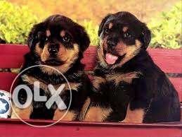 Extremely Cool and friendly Rottweiler Puppies for sells