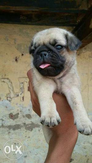 Fawn pug male puppy for sale