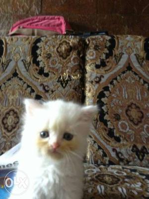 Female kittens healthy and very active price