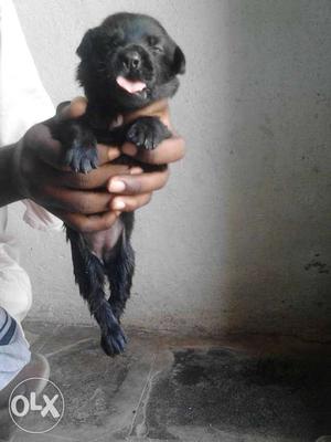 Female lab dog and black color