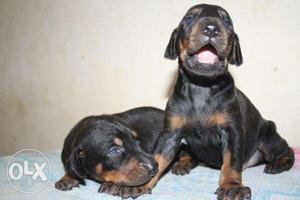 Female puppy doberman pincher available signal puppy price