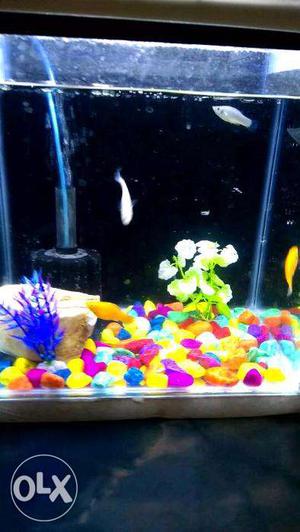 Fish Tank with all accessories very comfortable rate