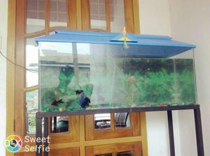 Fish tank: 3.5 feet roof fish oxigen with filter