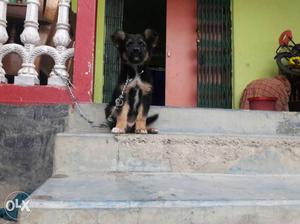 Fix price. athubane German shepher mix Rottweiler