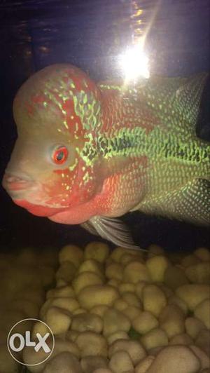 Flowerhorn fish for sale price  slightly negotiable