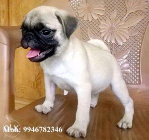 For Sale Pug Male Puppies