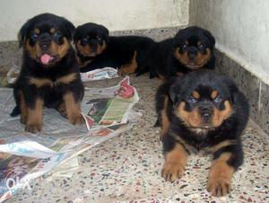 For show homes Rottweiler puppies available in