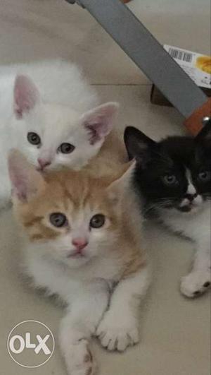 Four cross breed kittens.father is a semi punch