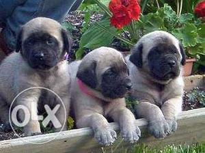 French,,bull mastiff,,pug,,golden retriever very cute look