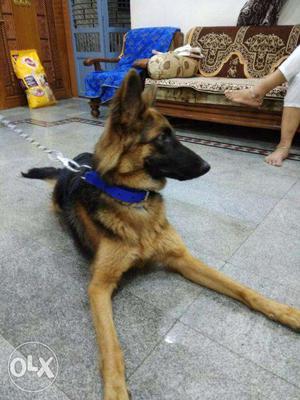 German Shefad Female 9 month old for sale 