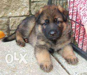 German Shepherd cross breed female puppy 45 days