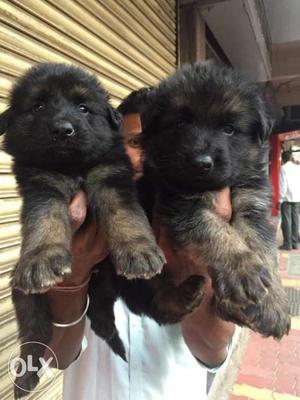 German Shepherd double coat female puppies sell