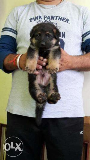 German Shepherd show quality Puppies avilable bhatia pet