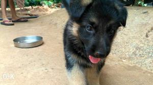 German sheperd 50 Days old Pure breed