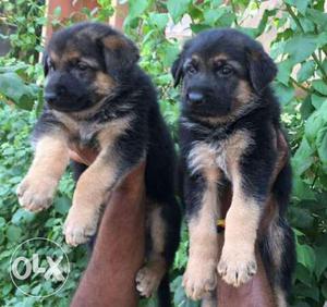 German shepherd puppies male and female available