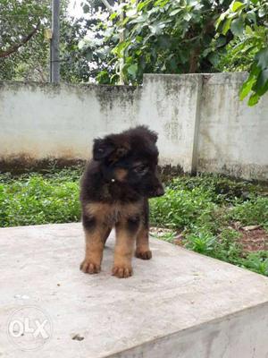 German shepherd puppy for sale