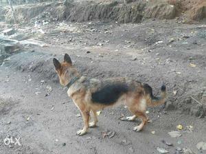 German shipiad high quality. 2 year old female