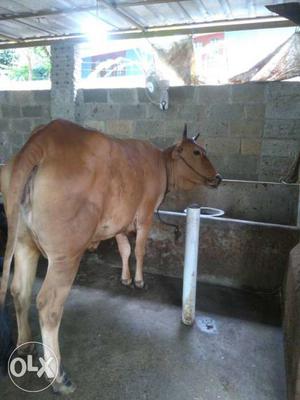 Gir cross cow,2.5 month pregnent,12 lit milk.