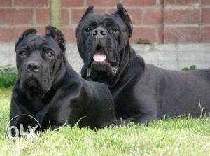 Go kennel in Cane corso puppies Best Quality male super