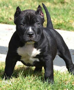 Go kennel in Pitbull puppies very Best Linges importedd