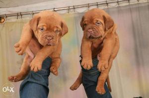 Go kennel in heavy bond French mastiff puppy super linges