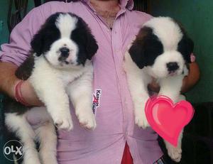 Go kennel in top good Very Saint Bernrad puppy available in