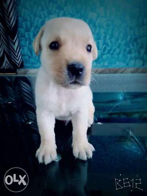 Golden Labrador male pup for sale