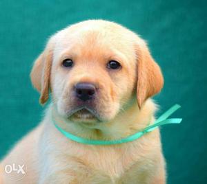 Golden Labrador male puppy for sell