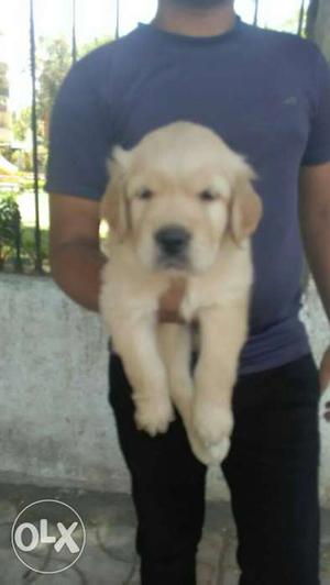 Golden pupies available