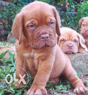 Golden retreiver and french mastiff very high quality breed