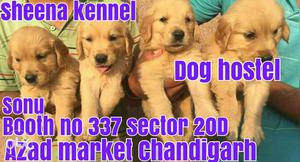 Golden retreiver pups available 35 days  one